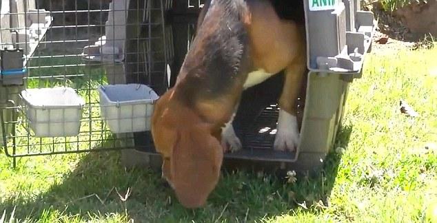 Perros usados en laboratorio conocen la libertad