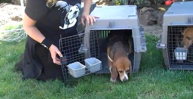 Perros usados en laboratorio conocen la libertad