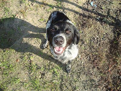 URGENTE AYUDA para sacarlos de la calle - Breton y perro de aguas‏