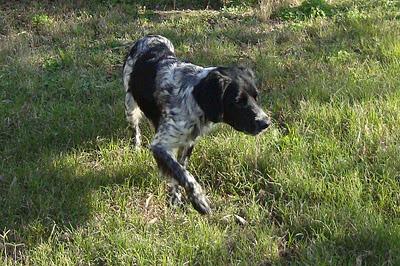 URGENTE AYUDA para sacarlos de la calle - Breton y perro de aguas‏