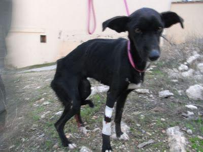 FLAQUITA, o las ganas de vivir...