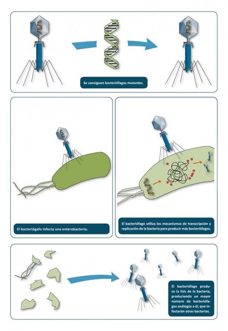 Proceso por el cual el uso de un bacteriófago sustituye a los antibióticos ante las enterobacterias que afectan al tracto digestivo