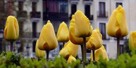 tulipanes amarillas en frente de casas