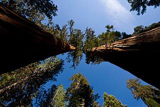 Abeto más alto del Mundo