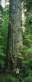 Abeto más alto del Mundo