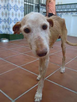 Ayuda para difundir el caso más urgente que tenemos...DANA necesita pronto un hogar.