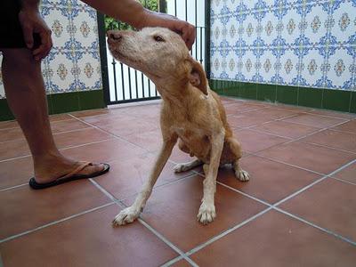 Ayuda para difundir el caso más urgente que tenemos...DANA necesita pronto un hogar.