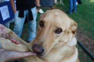 Yoigo labrador busca urgente un hogar. (Zaragoza)