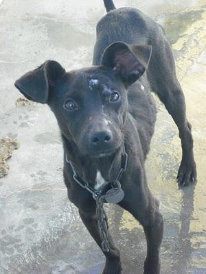 Desnutridos y atacados por los demás en la perrera Jerez.