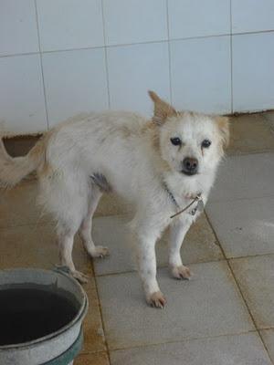Desnutridos y atacados por los demás en la perrera Jerez.
