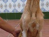 DANA necesita pronto hogar.