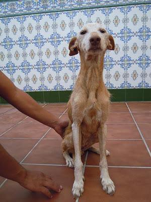 DANA necesita pronto un hogar.