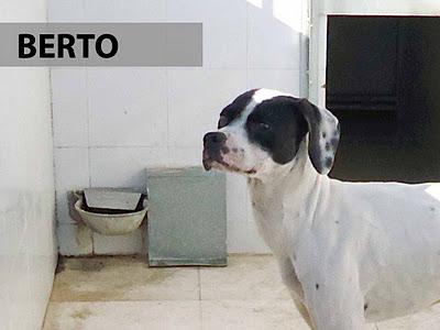 BERTO Y FIONA BUSCAN SU OPORTUNIDAD...La residencia no es un lugar para un perrito...