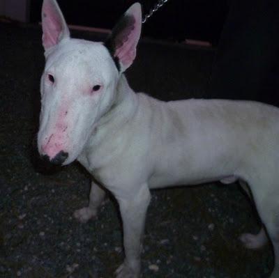 TARO, urgente caso de cachorro de BULLTERRIER maltratado, busca ADOPCIÓN (murcia)