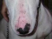 TARO, urgente caso cachorro BULLTERRIER maltratado, busca ADOPCIÓN (murcia)