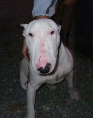 TARO, urgente caso de cachorro de BULLTERRIER maltratado, busca ADOPCIÓN (murcia)