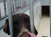 Gara vuelve estar perrera