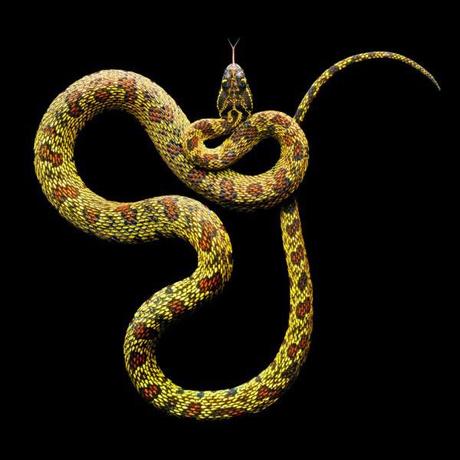 Mark Laita – Serpientes