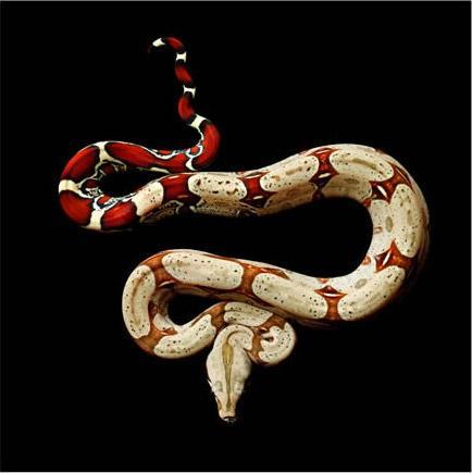 Mark Laita – Serpientes