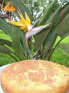 BIZCOCHO DE REMOLACHA Y NARANJA