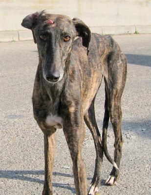 DULCINEA ABANDONADA SIGUE ESPERANDO, FIEL A SU GALGUERO. (TOLEDO)-