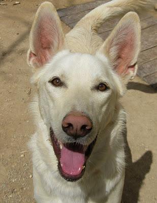 PRECIOSO CRUCE DE LABRADOR /NORDICO BUSCA HOGAR