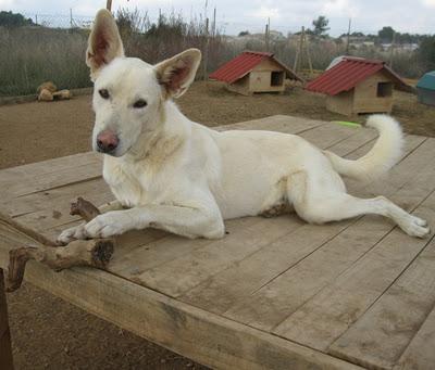 PRECIOSO CRUCE DE LABRADOR /NORDICO BUSCA HOGAR