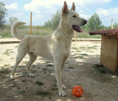 PRECIOSO CRUCE DE LABRADOR /NORDICO BUSCA HOGAR