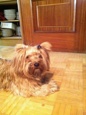 URGENTE, por favor, quién puede o sabe de alquien que pueda acoger: Luci (yorkshire) / Murphy (golden).