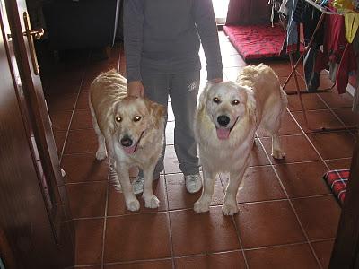 URGENTE, por favor, quién puede o sabe de alquien que pueda acoger: Luci (yorkshire) / Murphy (golden).