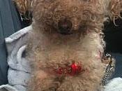 XENA URGENTE!, casa acogida puede mantenerla tiempo!!!