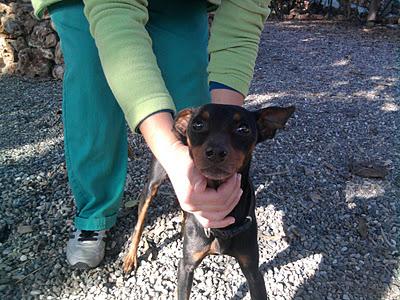 Mini pincher pasandolo mul mal..y a la cola del sacrificio. (Malaga)