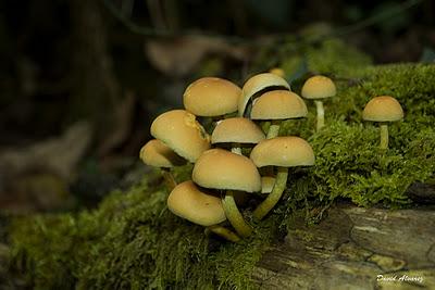 ¿Estamos a setas o estamos a Rolex?