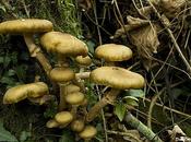 ¿Estamos setas estamos Rolex?