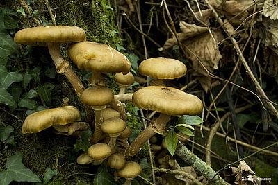 ¿Estamos a setas o estamos a Rolex?