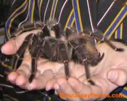 Fotos Tarantula Goliath 