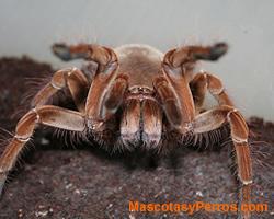 Fotos Tarantula Goliath 