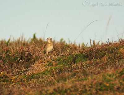Poco richardi aún...