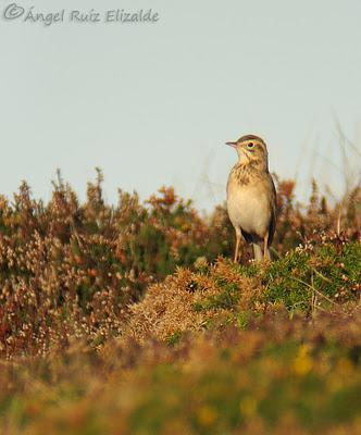 Poco richardi aún...