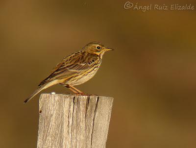Poco richardi aún...