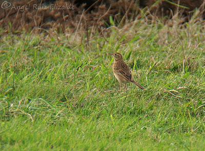 Poco richardi aún...