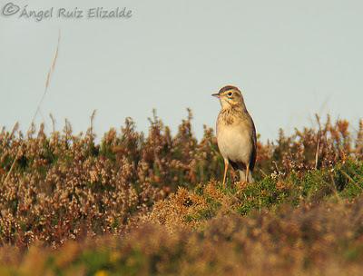 Poco richardi aún...