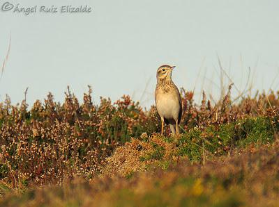 Poco richardi aún...