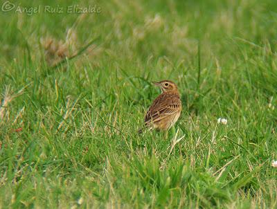Poco richardi aún...
