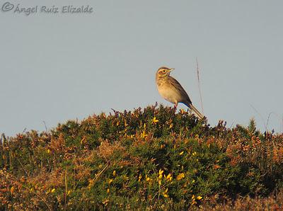 Poco richardi aún...