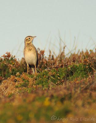 Poco richardi aún...