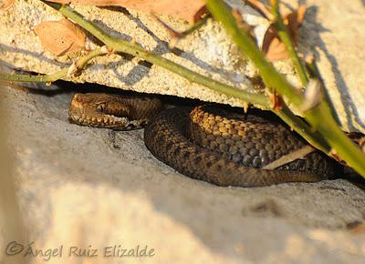 Viboruca de Seoane...
