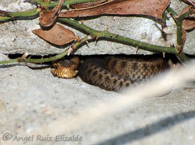Viboruca de Seoane... Viboruca de Seoane...