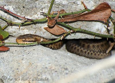 Viboruca de Seoane...