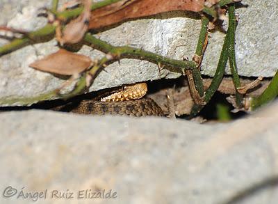 Viboruca de Seoane...
